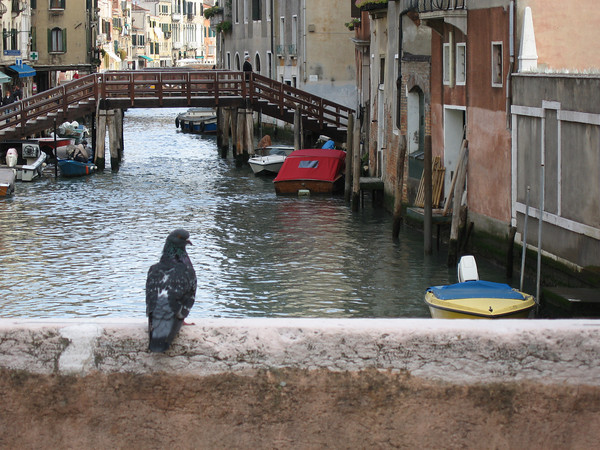 VeniceCanal.jpg